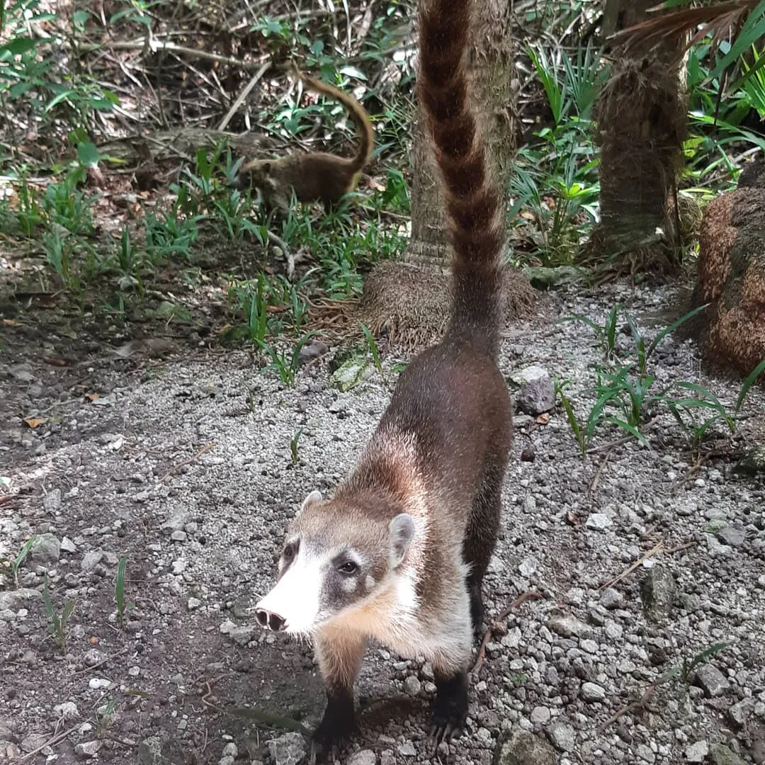 Two coatis with long striped tails foraging on gravel at the edge of the jungle