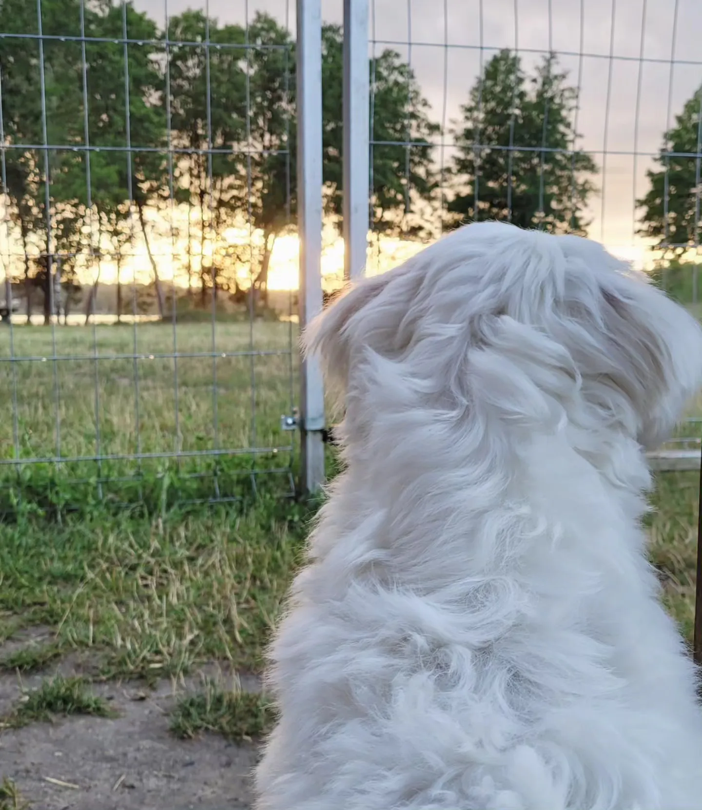 Fluffy white dog seen from behind, watching the sun set through a wire fence at the edge of a field