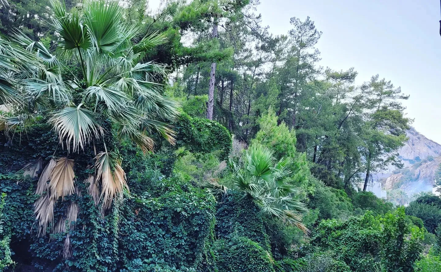 Dense hillside of fan palms, ivy, and pines with a rocky peak showing through the mist