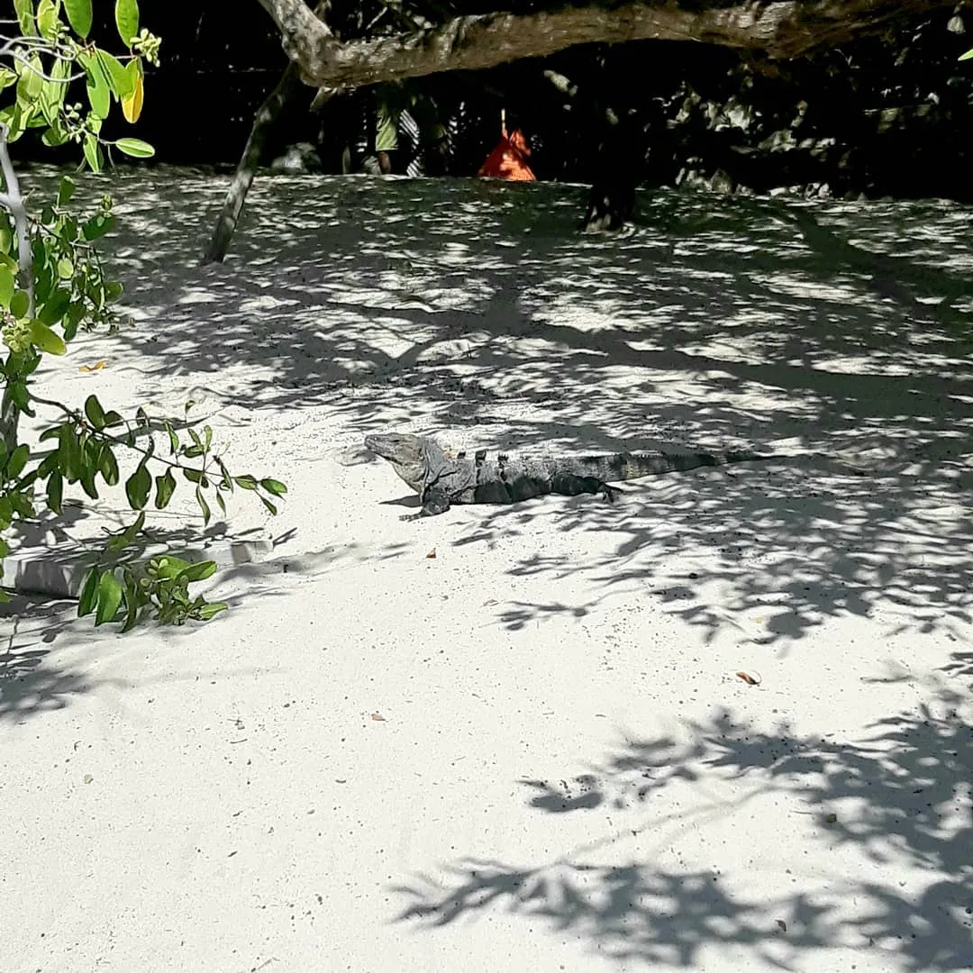 Black spiny-tailed iguana resting on bright sand dappled with leaf shadows