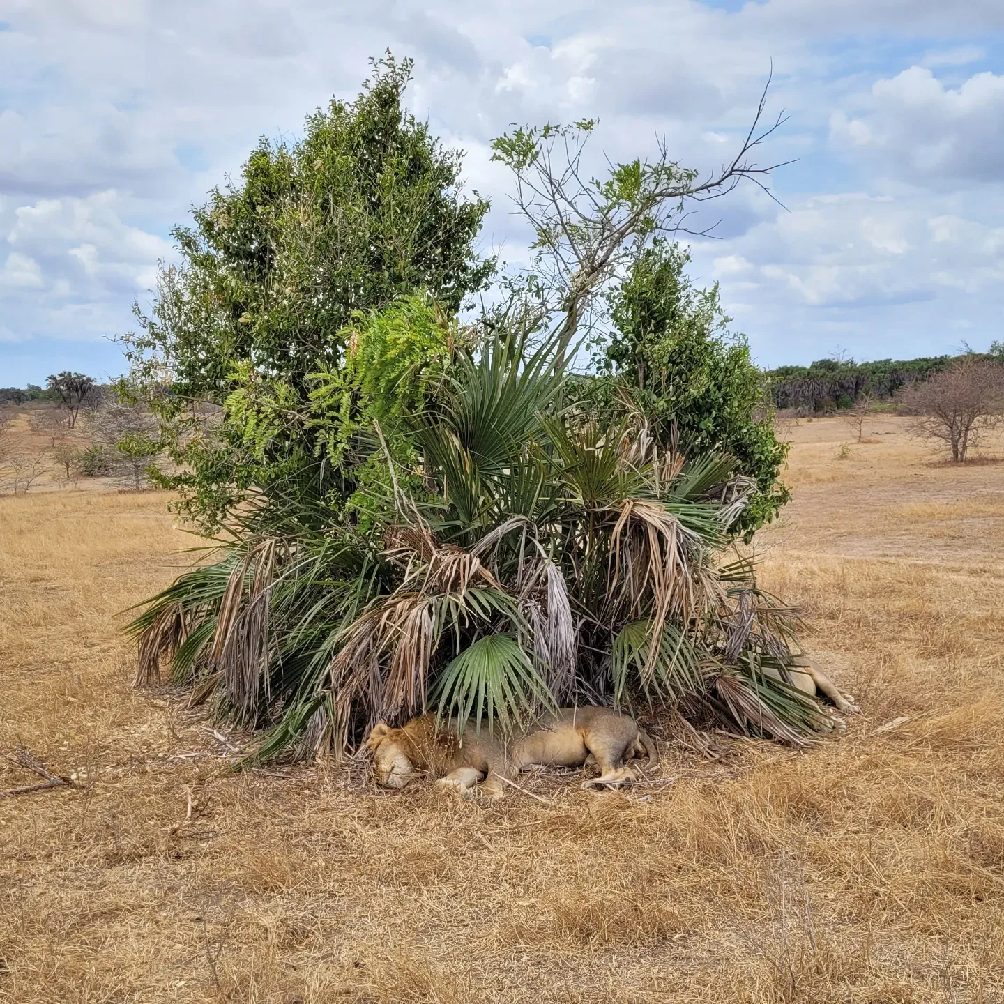 Two lions sleeping in the shade of a palm thicket on dry yellow savanna grass