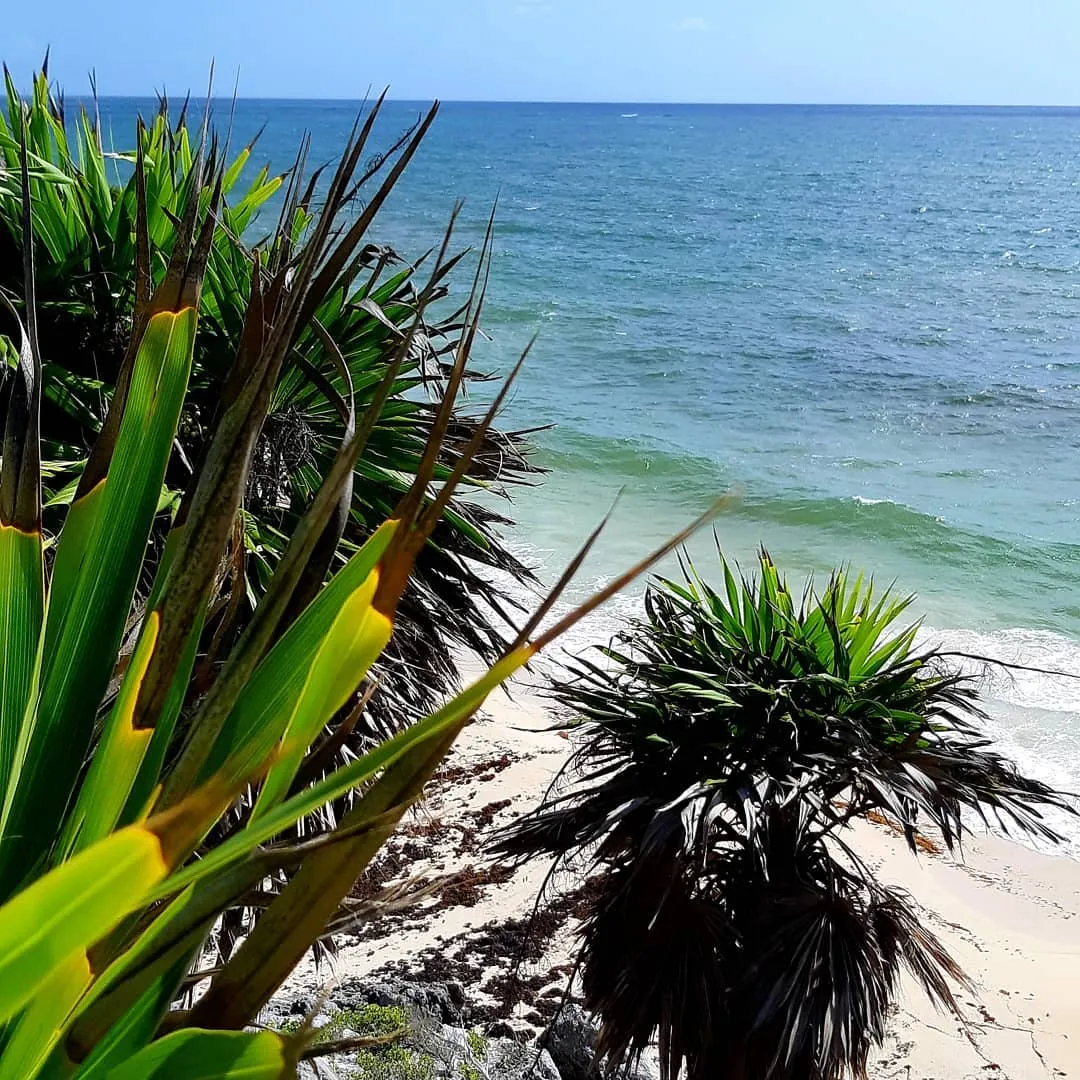 Palms and agave leaning over a white beach and turquoise surf seen from a low cliff