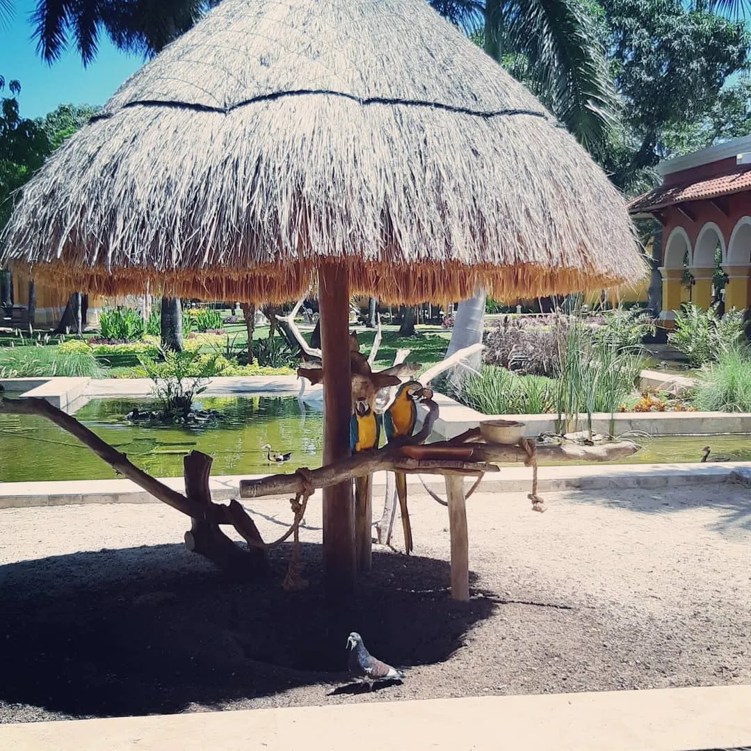 Two blue-and-yellow macaws perched on a branch under a thatched umbrella beside a garden pond