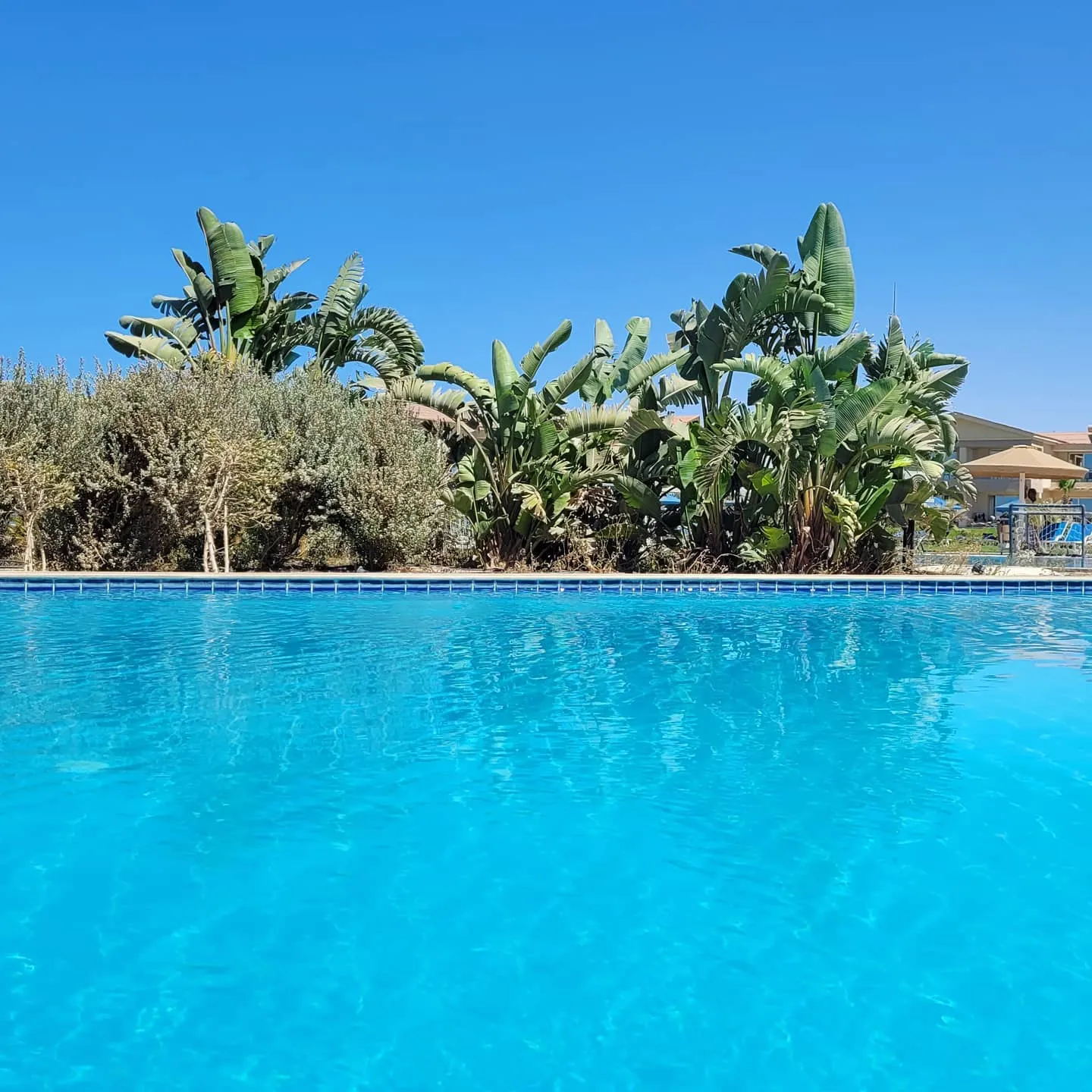 Bright blue pool edged by banana palms and shrubs under a cloudless sky